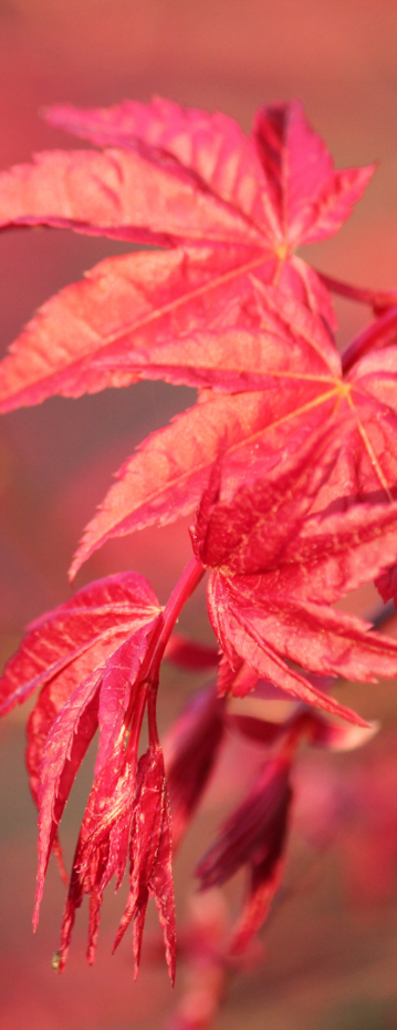 met een groot hart en compassie bij verwerking van rouw, trauma, seksueel misbruik en bij burn out, overspannenheid, fibromyalgie en long-covid klachten